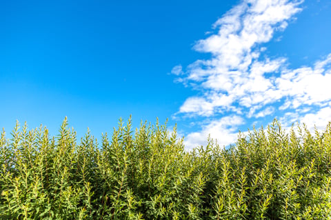 Beautiful natural spring and summer bright background and texture, green grass against the blue sky with clouds