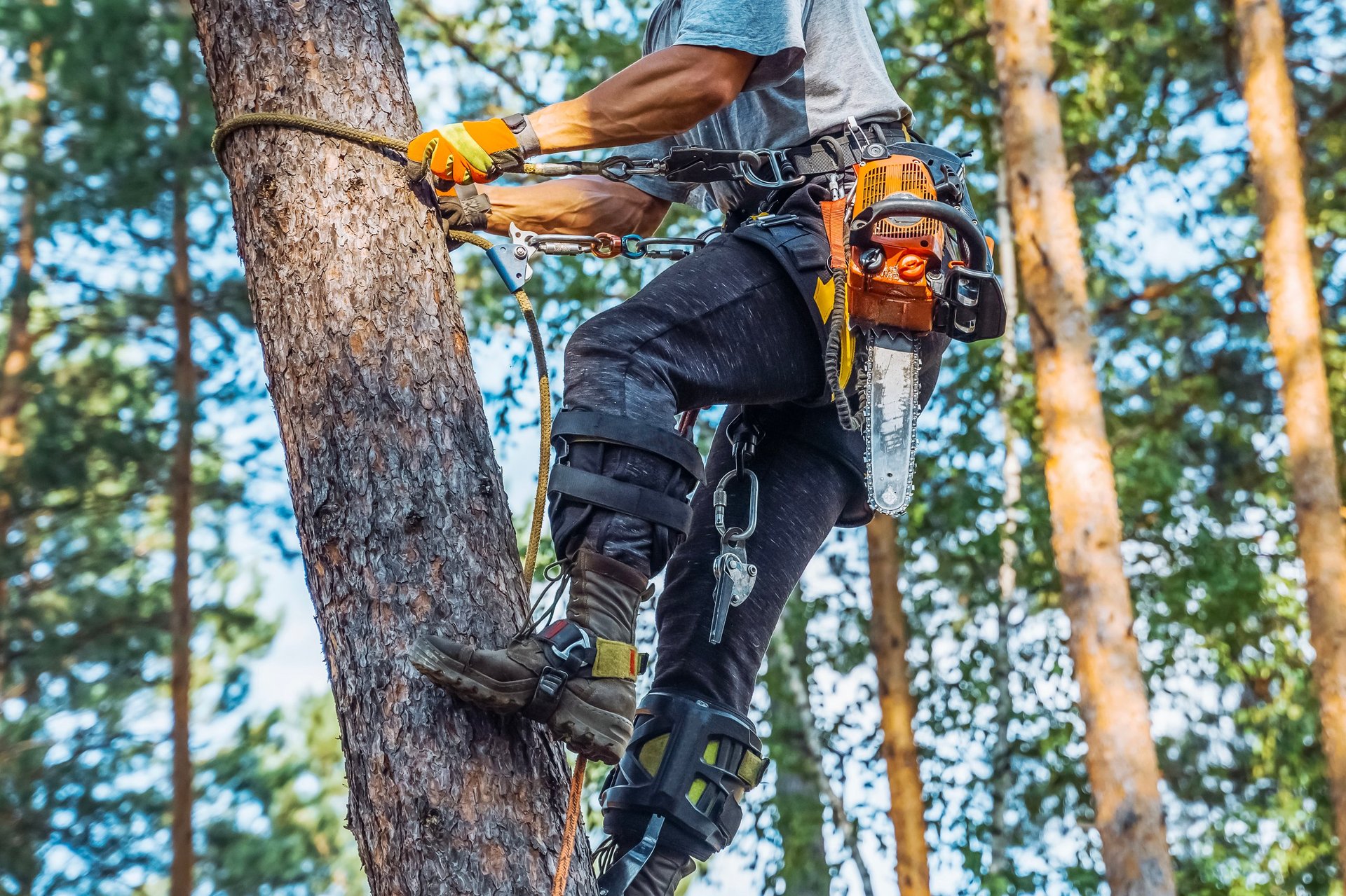 GREENED Giardini - Arborista professionista