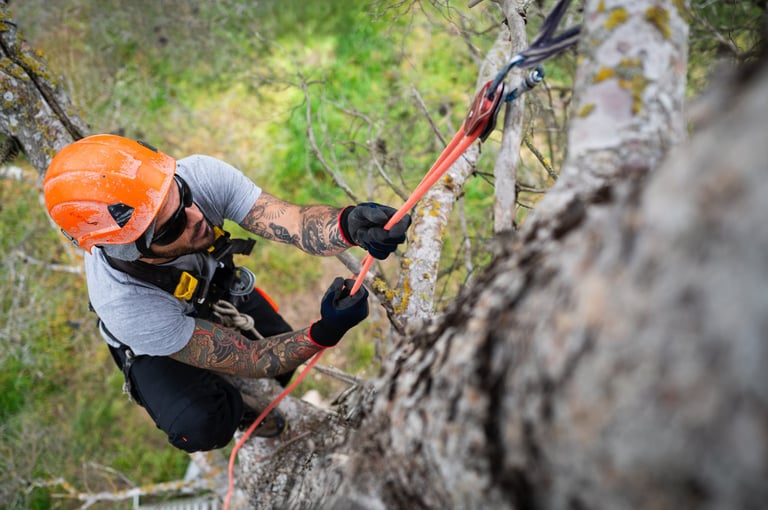 Tree climbing