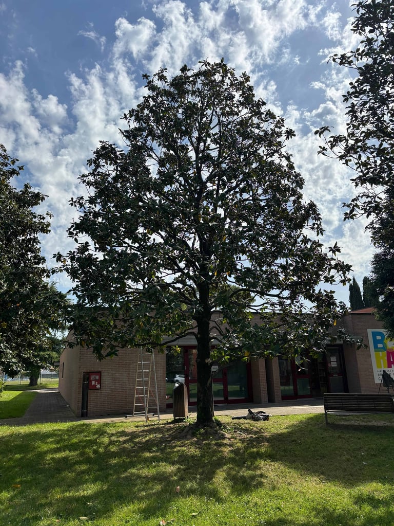 Large tree with sprawling branches standing in front of a brick building under blue sky with white clouds