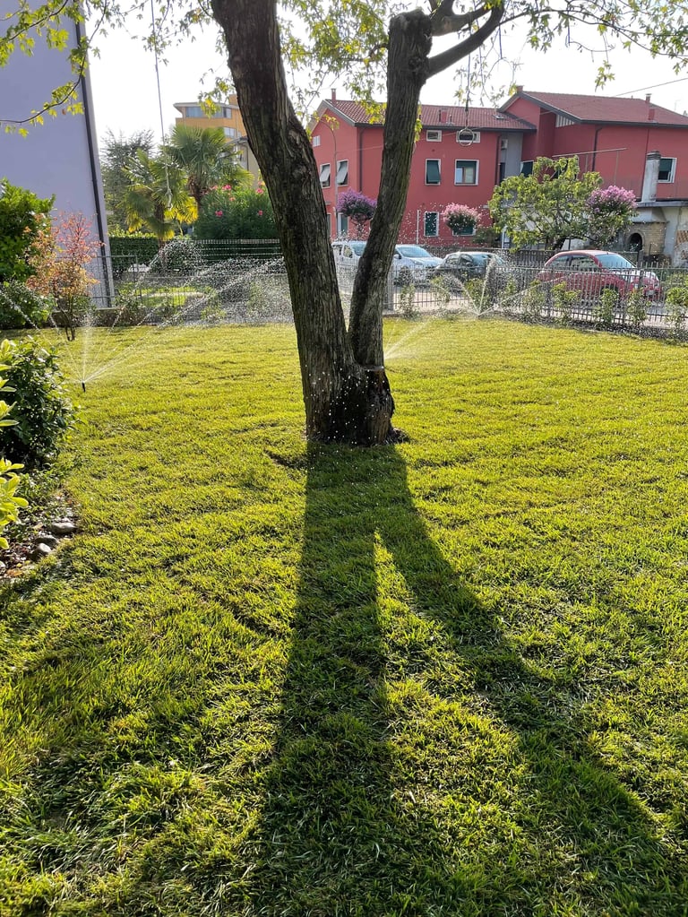 Large tree casting a long shadow across a sunny green lawn with a red house and parked cars in the background