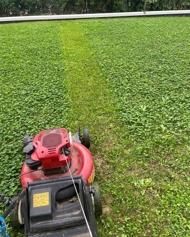 Red lawn mower cutting a stripe through green grass with hedge trees in background