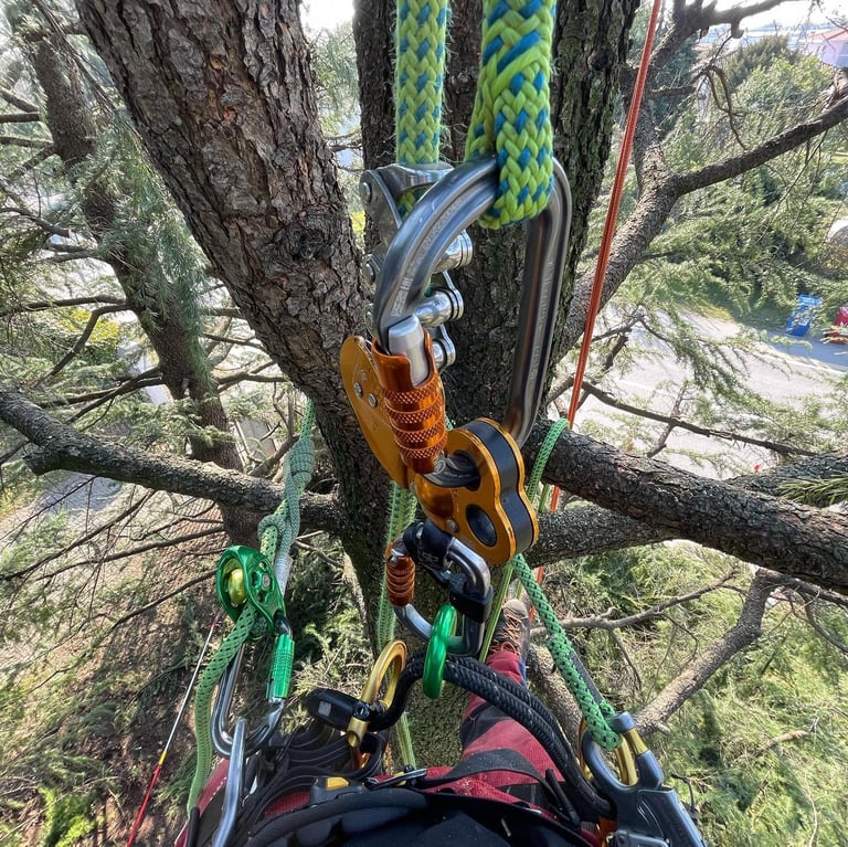 First-person view of climbers harness with carabiners and rope attached to tree branch during rock climbing