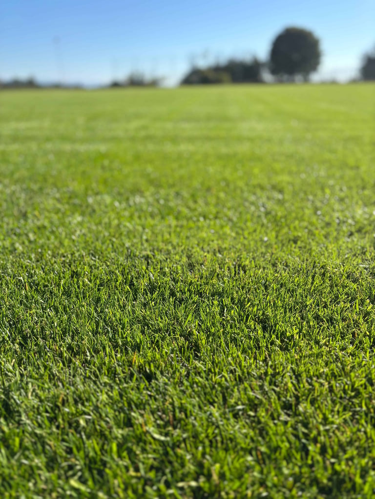 Close-up of lush green grass field with distant trees under clear blue sky